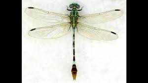 Attēlu rezultāti vaicājumam “Odonata”