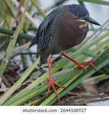 Image result for Butorides virescens