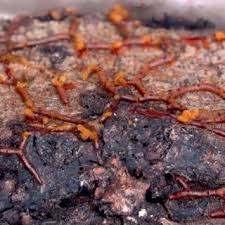 Attēlu rezultāti vaicājumam “Willkommlangea reticulata”