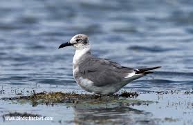 Image result for Chroicocephalus ridibundus