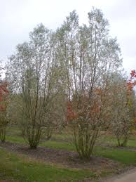 Attēlu rezultāti vaicājumam “Salix alba”