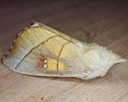 Attēlu rezultāti vaicājumam “Notodontidae”