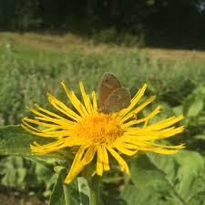 Attēlu rezultāti vaicājumam “Inula helenium leaf”