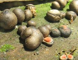 Attēlu rezultāti vaicājumam “Lycogala ustulatum macro”