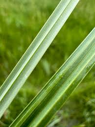 Attēlu rezultāti vaicājumam “Carex acutiformis leaf”