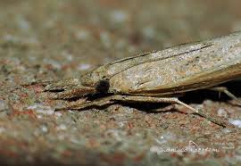 Attēlu rezultāti vaicājumam “Pediasia contaminella”