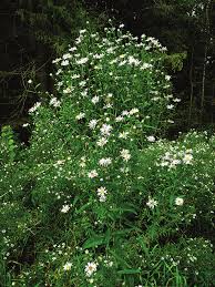 Attēlu rezultāti vaicājumam “Symphyotrichum x salignum leaf”