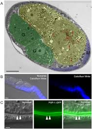Attēlu rezultāti vaicājumam “Enteridium liceoides spores”