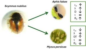Attēlu rezultāti vaicājumam “Aphis fabae”