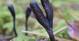 Attēlu rezultāti vaicājumam “Cordyceps ophioglossoides”