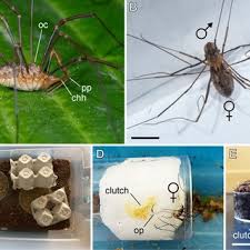 Attēlu rezultāti vaicājumam “Phalangium opilio”