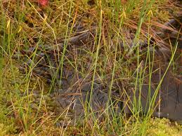 Attēlu rezultāti vaicājumam “Carex pauciflora”