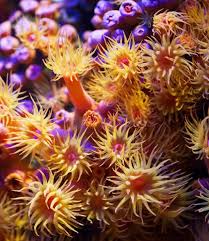 Image result for sea Anemone