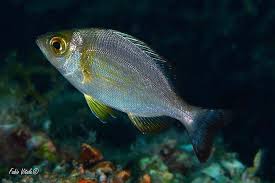 Image result for Spondyliosoma cantharus