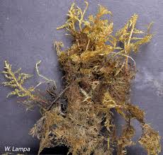 Attēlu rezultāti vaicājumam “Hylocomium splendens”