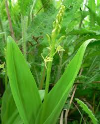 Attēlu rezultāti vaicājumam “Liparis loeselii bud”