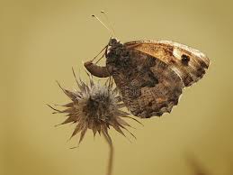 Attēlu rezultāti vaicājumam “Hyponephele lycaon male”