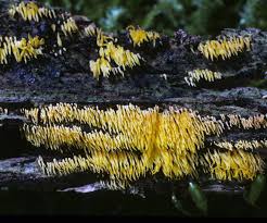 Attēlu rezultāti vaicājumam “Mucronella”