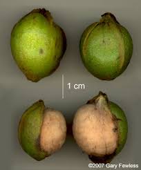 Attēlu rezultāti vaicājumam “Carya ovata fruit”