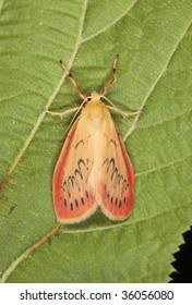 Attēlu rezultāti vaicājumam “Miltochrista miniata”