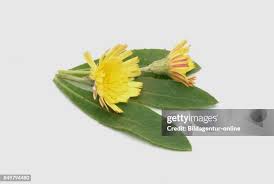 Image result for Hieracium pilosella