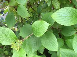 Attēlu rezultāti vaicājumam “Cornus alba”