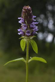 Attēlu rezultāti vaicājumam “Prunella vulgaris”