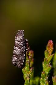 Attēlu rezultāti vaicājumam “Retinia resinella”