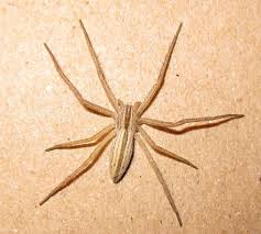 Attēlu rezultāti vaicājumam “Tibellus oblongus”