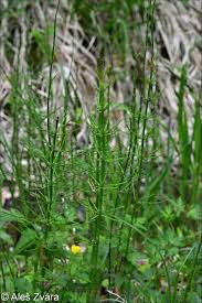 Attēlu rezultāti vaicājumam “Equisetum palustre”