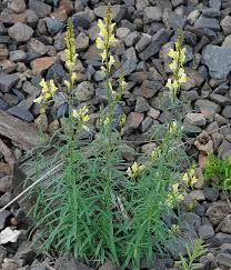 Image result for Linaria vulgaris