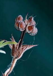 Attēlu rezultāti vaicājumam “Geranium dissectum fruit”