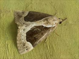 Attēlu rezultāti vaicājumam “Hypena crassalis”