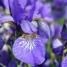 Image result for Iris