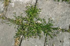 Attēlu rezultāti vaicājumam “Sagina procumbens”