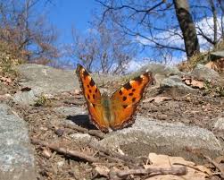 Attēlu rezultāti vaicājumam “Nymphalis polychloros upperside”