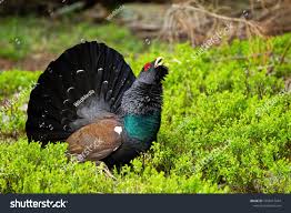 Attēlu rezultāti vaicājumam “Tetrao urogallus male”