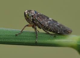 Attēlu rezultāti vaicājumam “Paramesus obtusifrons”