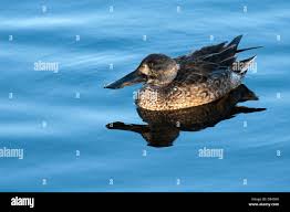 Attēlu rezultāti vaicājumam “Anas clypeata male”