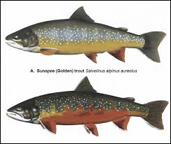 Image result for Salvelinus alpinus oquassa