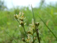 Attēlu rezultāti vaicājumam “Juncus conglomeratus fruit”