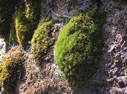 Attēlu rezultāti vaicājumam “Hymenostylium recurvirostrum”