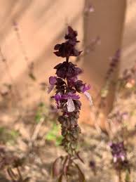 Attēlu rezultāti vaicājumam “Epipactis atrorubens fruit”