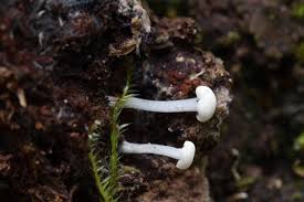 Attēlu rezultāti vaicājumam “Cudoniella acicularis”