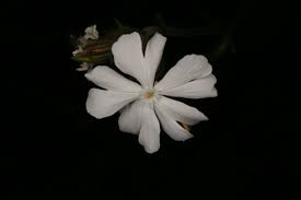 Attēlu rezultāti vaicājumam “Silene latifolia subsp. alba”