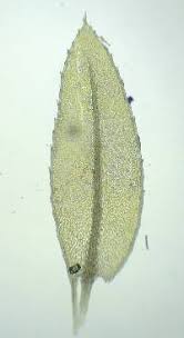 Attēlu rezultāti vaicājumam “Mnium hornum sporophyte”