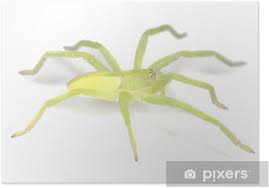 Attēlu rezultāti vaicājumam “Micrommata virescens”