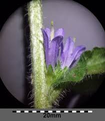 Attēlu rezultāti vaicājumam “Campanula cervicaria bud”