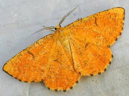 Attēlu rezultāti vaicājumam “Angerona prunaria”