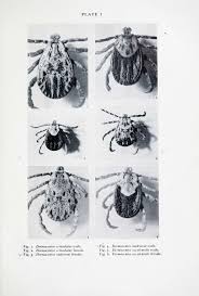 Attēlu rezultāti vaicājumam “Dermacentor reticulatus female”